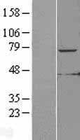 KLHL6 Protein (Over-Expression Lysate Myc-DDK (Flag))
