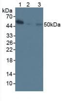 NFKB1 / NF-Kappa-B Antibody (aa40-365)