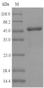 Mouse IRF3 Protein (Recombinant 10His, N-terminus + Myc, C-terminus)