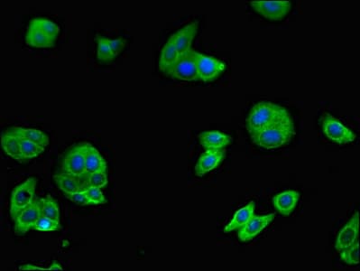 Polyclonal Rabbit anti-Human C6orf223 Antibody (IHC, IF)