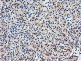 EIF2B3 Antibody (clone OTI1H3)