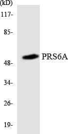 PSMC3 Antibody (aa257-306)