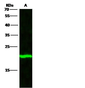 BID Antibody (clone 3C4C2, Preservative Free)