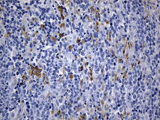 MSR1 / CD204 Antibody (aa197-451, clone UMAB247, Carrier-free)