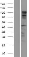 RTN1 / Reticulon 1 Protein (Over-Expression Lysate Myc-DDK (Flag))