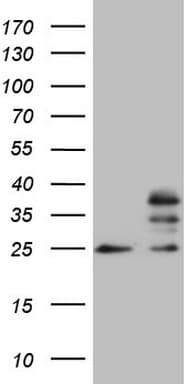 MRPS15 Antibody (clone OTI6D2, Carrier-free)