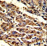 HOMER1 / Homer 1 Antibody (aa96-122)