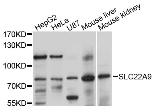 SLC22A9 / OAT7 Antibody