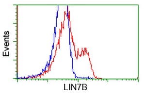 LIN7B Antibody (clone OTI1G1)