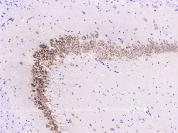 UBE2I / UBC9 Antibody