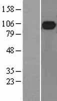 MALT1 Protein (Over-Expression Lysate Myc-DDK (Flag))