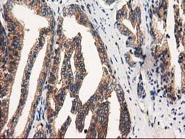 FAM40A Antibody (clone OTI7G7)