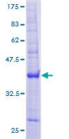 Human C11orf15 / TMEM9B Protein (Recombinant GST)