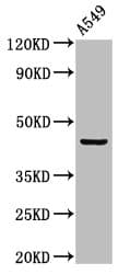 LAMP3 / CD208 Antibody