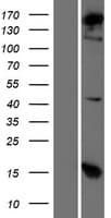 COPA / Xenin Protein (Over-Expression Lysate Myc-DDK (Flag))