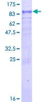 Human TRAF3IP2 / ACT1 Protein (Recombinant GST)