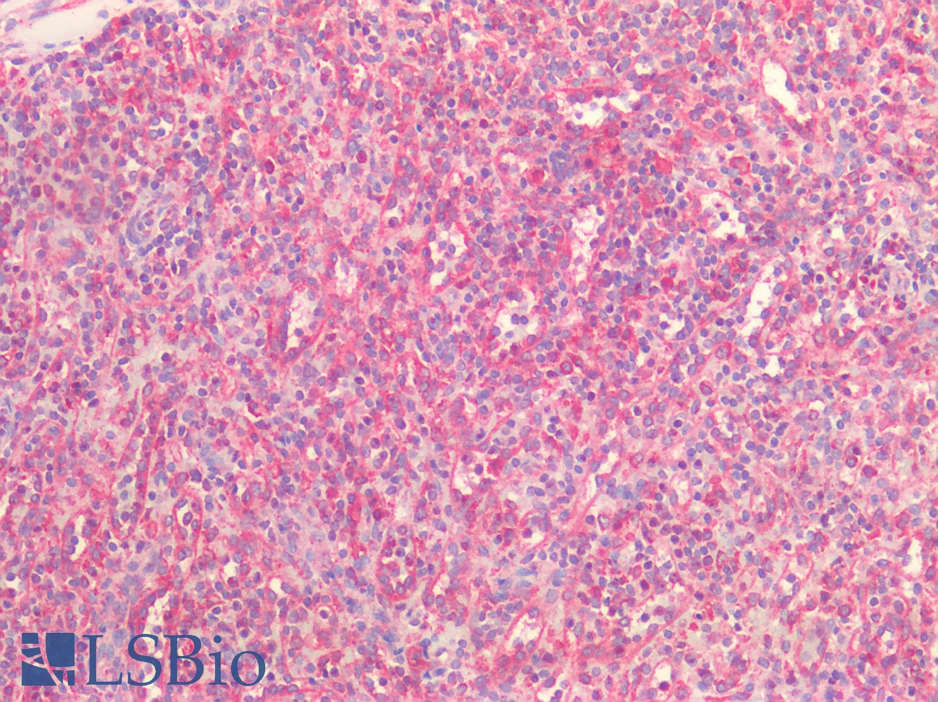 PathPlus™ Polyclonal Goat anti-Human CANX / Calnexin Antibody (aa200-250, IHC, IF, WB)
