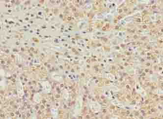 C10orf91 Antibody