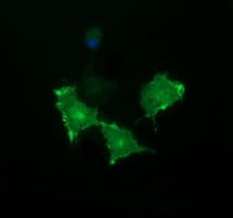 PathPlus™ BTLA / CD272 Antibody (clone 3D11)