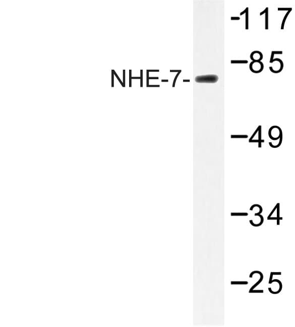Polyclonal Rabbit anti-Human SLC9A7 Antibody (Asp566, WB)