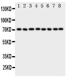HSPA8 / HSC70 Antibody (aa563-582)
