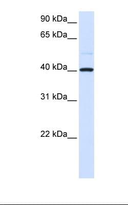 GOT2 Antibody (aa36-85)