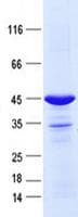 Human LY6G6D Protein (Recombinant GST, N-terminus + His, C-terminus)