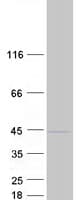 Human NUP37 Protein (Recombinant Myc-DDK (Flag))