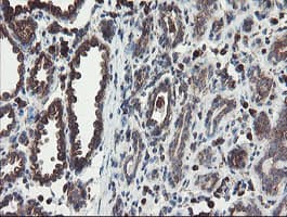 GCP60 / ACBD3 Antibody (clone OTI5F9)