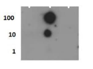 HIST4H4 Antibody (phospho-Ser1)