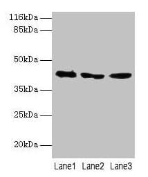 ATXN3 / JOS Antibody (aa1-288)
