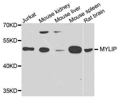MYLIP / IDOL Antibody