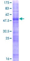 Human OR4K1 Protein (Recombinant GST)