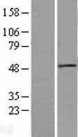 DVL1 / DVL / Dishevelled Protein (Over-Expression Lysate Myc-DDK (Flag))