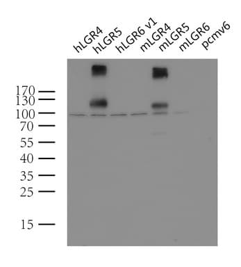 GPR49 / LGR5 Antibody (aa22-543, clone UMAB211)