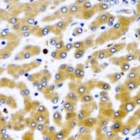 MDH / MDH2 Antibody