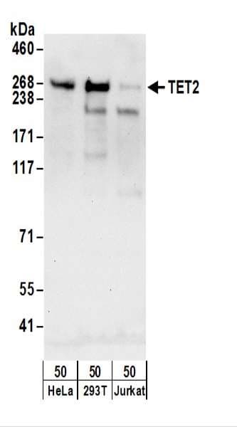 TET2 Antibody (aa100-150)