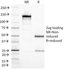 Monoclonal Mouse anti-Human CD3E Antibody (clone C3e/1308, IHC, IF, WB)