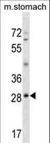 GSC / Goosecoid Antibody (aa38-65)