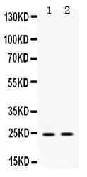 HMG2 / HMGB2 Antibody