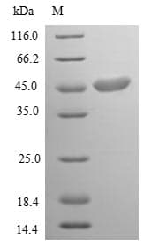 Chlamydia psittaci ArfA Protein (Recombinant 10His, N-terminus)