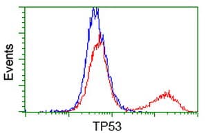 TP53 / p53 Antibody (clone OTI2F7)