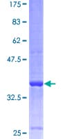 Human VAMP8 / VAMP-8 Protein (Recombinant GST)
