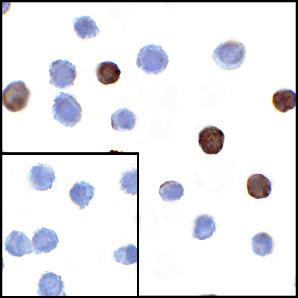 TNFSF14 / LIGHT Antibody (clone 8D4)