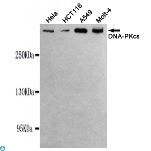 PRKDC / DNA-PKcs Antibody