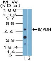 IMPDH2 Antibody (aa221-248)
