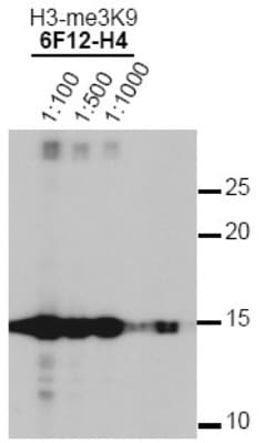 Histone H3 Antibody (Tri-Methyl-Lys9, clone 6F12-H4, Biotin)