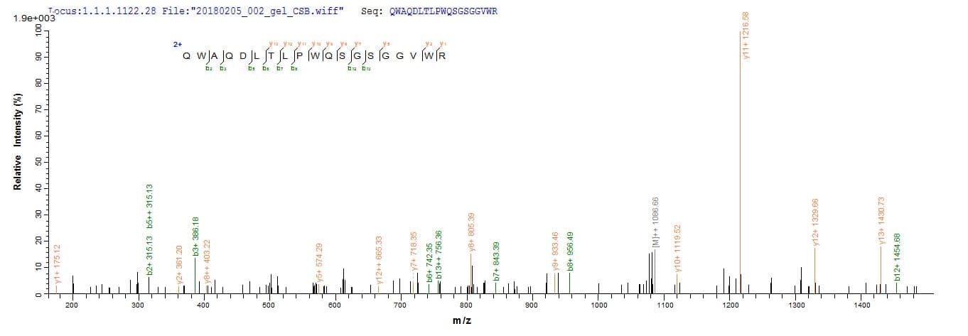Yellow Fever Virus Genome polyprotein (Recombinant 10His-GST, N-terminus + Myc, C-terminus)