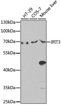 Polyclonal Rabbit anti-Mouse IFIT3 Antibody (WB)