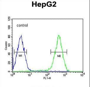 Polyclonal Rabbit anti-Human ATXN2L Antibody (aa1021-1048, WB)